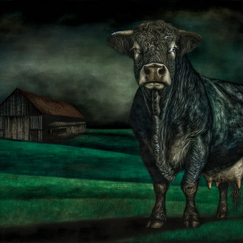 Volwassen vrouwelijke koe in een groene wei onder een sombere lucht, met een schaduwrijke schuur op de achtergrond.